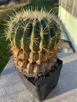 Ferocactus electracanthus